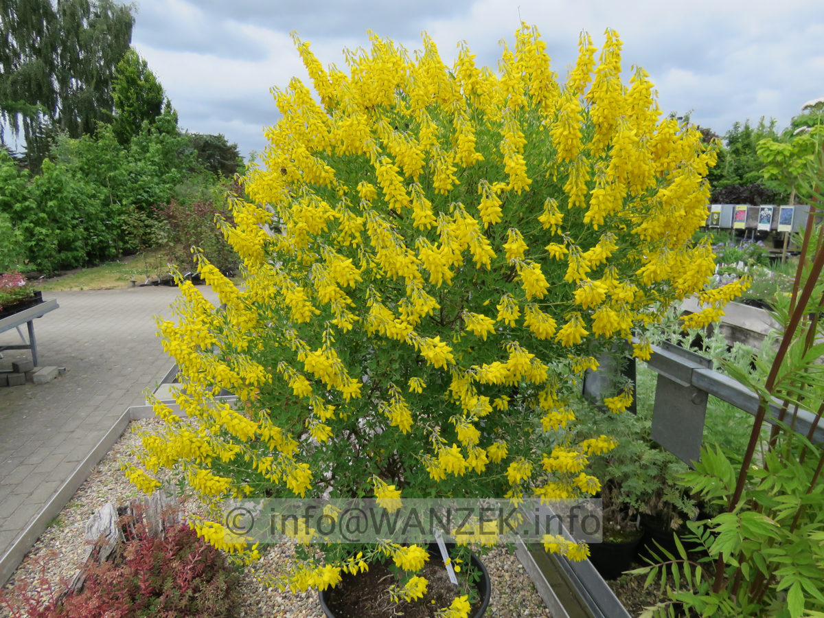 Cytisus nigricans Cyni 001.JPG